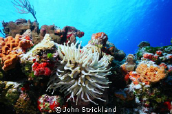Nikonos 15mm Cozumel by John Strickland 